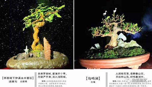 寻访泉州盆景达人陈汉农