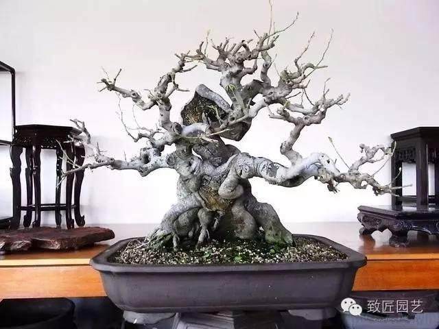 盆景中枝的剪截与弯曲的方法