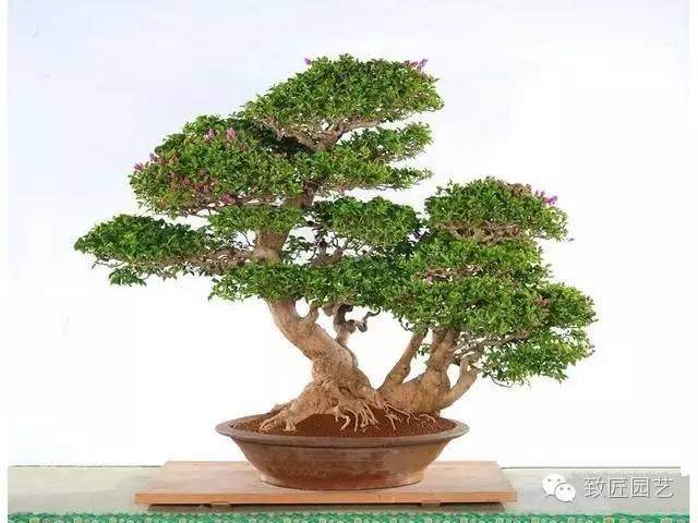 盆景中枝的剪截与弯曲的方法