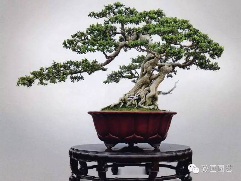 盆景中枝的剪截与弯曲的方法