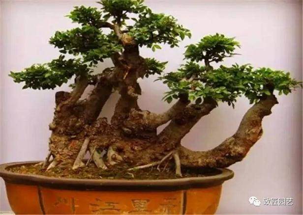 图解 榔榆盆景下山桩怎么栽培的方法步骤