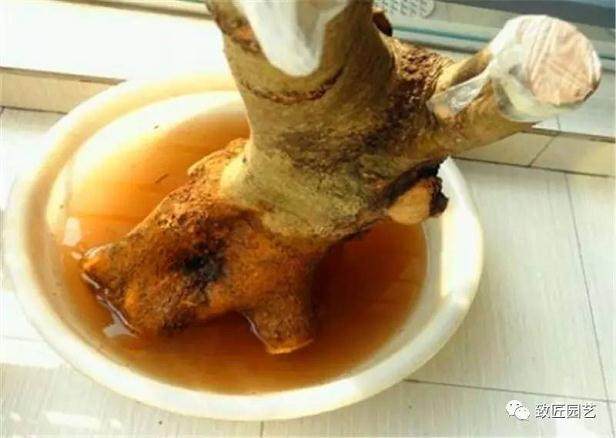 图解 榔榆盆景下山桩怎么栽培的方法步骤