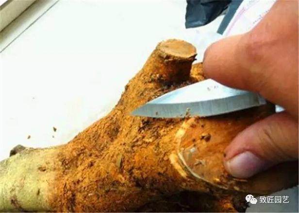 图解 榔榆盆景下山桩怎么栽培的方法步骤