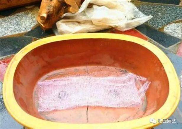 图解 榔榆盆景下山桩怎么栽培的方法步骤