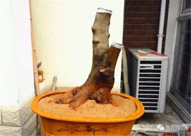 图解 榔榆盆景下山桩怎么栽培的方法步骤