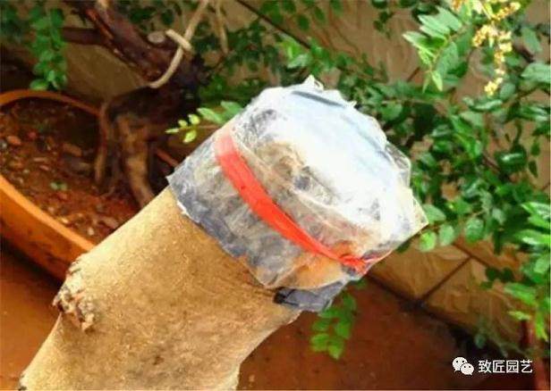 图解 榔榆盆景下山桩怎么栽培的方法步骤