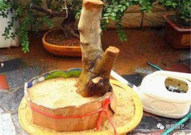 图解 榔榆盆景下山桩怎么栽培的方法步骤