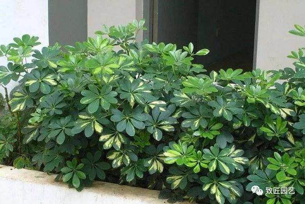 鹅掌柴盆景怎么繁殖管理的方法