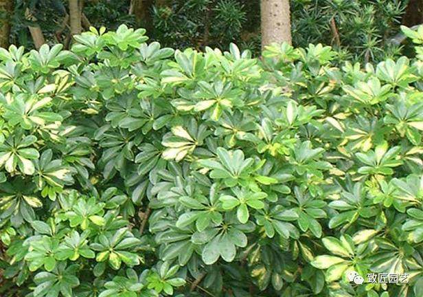 鹅掌柴盆景怎么繁殖管理的方法