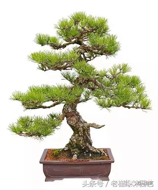 盆景的花盆底部到底放了些啥?