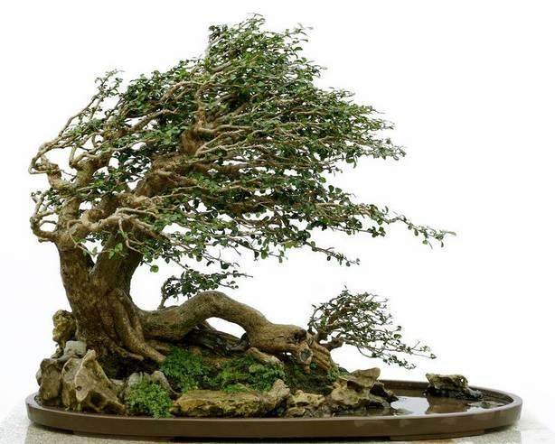 盆景控叶心法,和嫁接说再见!