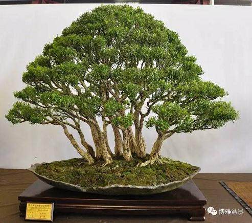 《盆景偶录》中记载的四大家、七贤、十八学士和花草四雅分别是什么