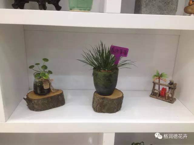 什么样的盆景才算好盆景？