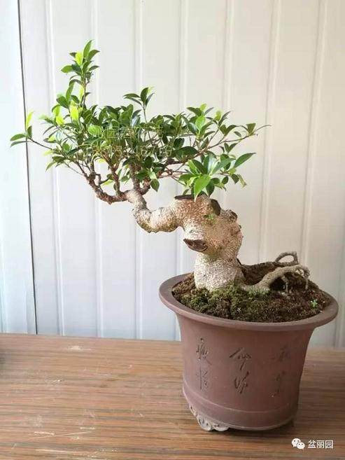 榕树盆景不宜经常翻盆,以免块根受伤腐烂