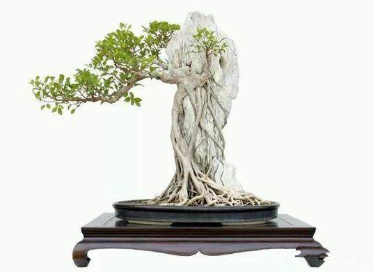 制作附石盆景的3种方法