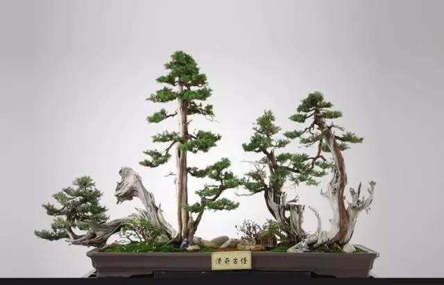 上海国际青年盆景论坛即将在上海植物园隆重召开