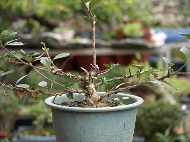 微型盆景 认真玩点有意思的事