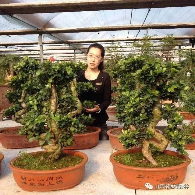 S弯 S弯 S弯,榕树盆景这样优雅这样美!