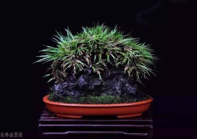 菖蒲盆景,文人雅士的最爱!