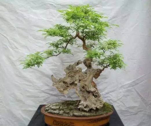 春天黄荆盆景的巧妙造型养护