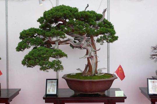 2017年中国·西安长乐首届丝路观赏石根艺盆景博览会