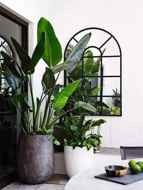 盆栽里面加点儿这东西,植物想养多久都没问题!