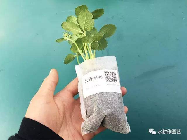 草莓盆栽怎么种植的方法