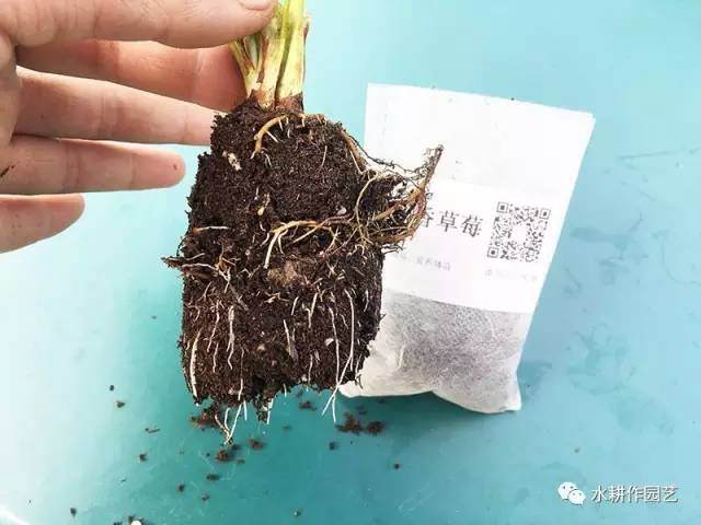 草莓盆栽怎么种植的方法