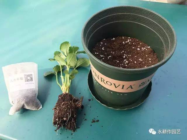 草莓盆栽怎么种植的方法