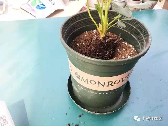 草莓盆栽怎么种植的方法
