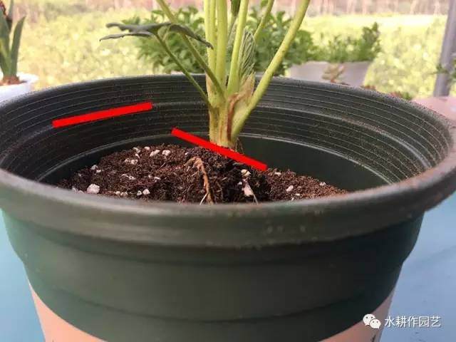 草莓盆栽怎么种植的方法