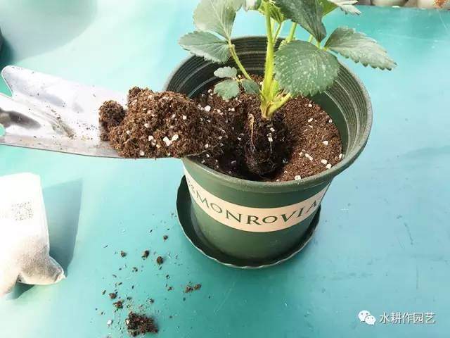 草莓盆栽怎么种植的方法