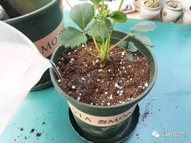 草莓盆栽怎么种植的方法