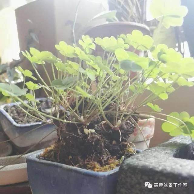 四叶草做成小盆栽