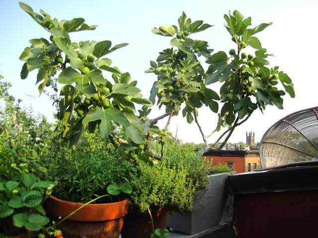 露台上养这几种盆栽水果 种楼顶也能不断结果