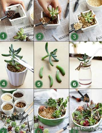 多肉植物组合盆栽的步骤、方法与小贴士