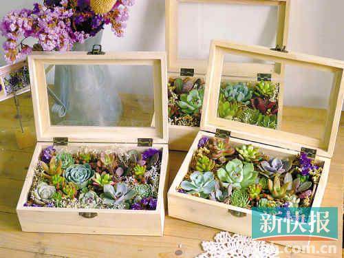 ▲小浪漫 参考价格:58元 地点:淘宝店多肉与花 推荐理由:粉红色的星星形花盆很萌,肉肉的小植物再为可爱加分,营造出