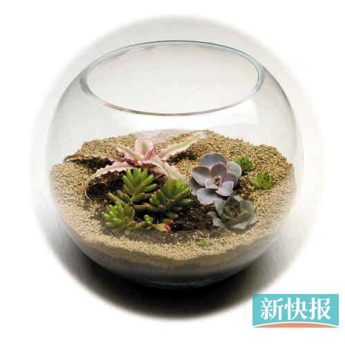 多肉植物微型盆景打造时尚家居新元素