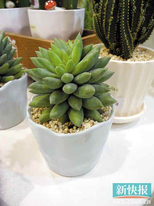 ▲ rainbow 参考价格:128元 地点:淘宝店多肉与花 推荐理由:火祭、姬玉露、石莲等多肉围成圆形,红的、绿的、黄的、紫的,不同颜色碰撞一起,这正是彩虹的颜色。