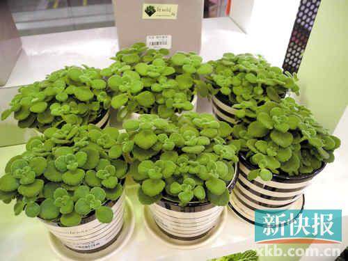 ▲组合盆栽 参考 价格:45元 地点:万菱汇Lewild 推荐理由:多肉丛中放着一棵红色的小蘑菇装饰,顿时让小小的多肉植物看起来就像是森林的大树,换个视角看大不同。