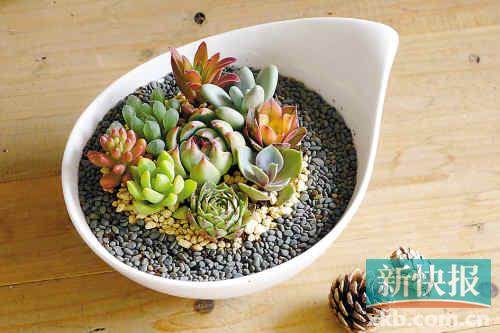 多肉植物微型盆景打造时尚家居新元素