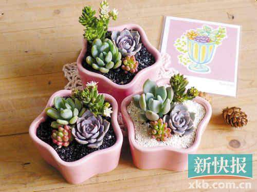 ▲碰碰香 参考价格:25元 地点:万菱汇Lewild 推荐理由:碰碰香这种植物特别,肉肉毛毛的叶面触感可爱,当你触碰它时,还会散发一阵异香,据说放在通风的地方还防蚊的效果。