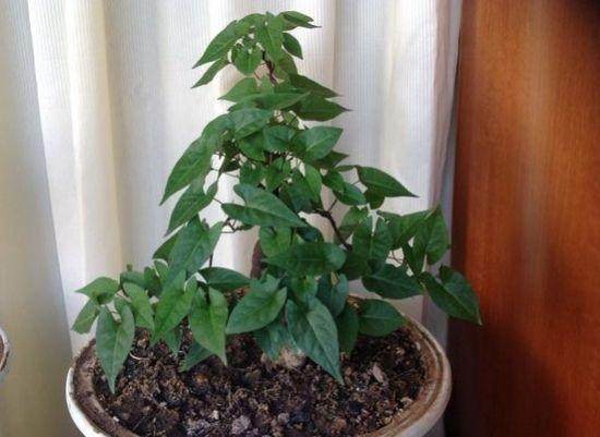 微型盆栽新宠——何首乌