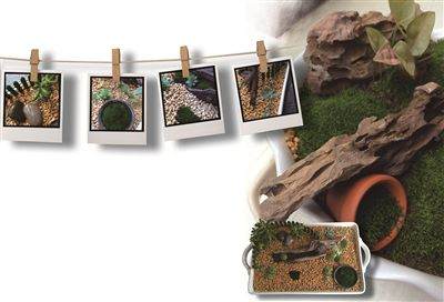 动手打造一个自己的“微花园”不难,只要一点点耐心,加上一点点想象和一般植物的养护知识,我们就能拥有一个自己的植物小世界。