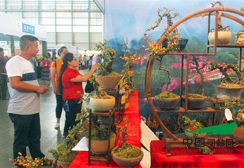 第十七届中国昆明国际花卉展上 微型盆景硕果累累