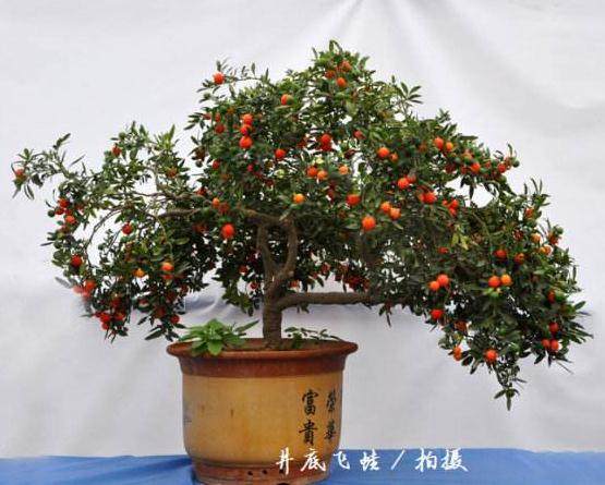 盆栽观果花卉---珊瑚樱