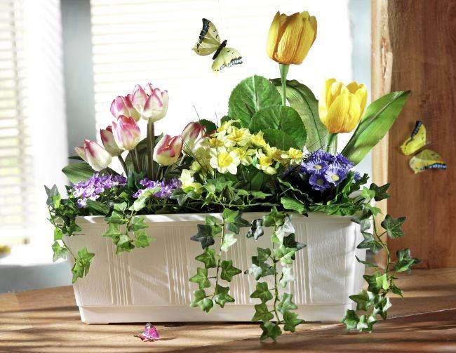 著名室内盆栽球根花卉&mdash;&mdash;大岩桐