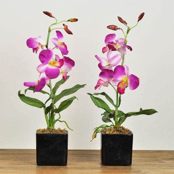 家庭盆栽花卉的室内管理技术