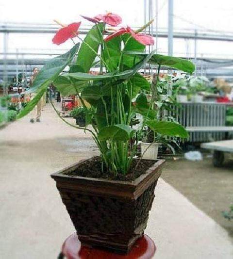 初冬的盆栽花卉管理