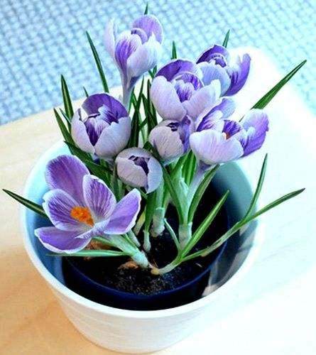 巧治盆栽花卉虫害5法